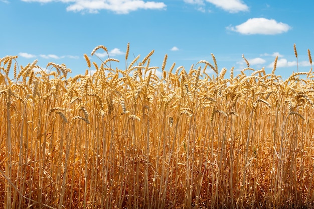 Veld van rijpe gouden tarwe