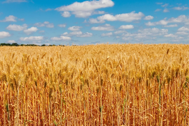 Veld van rijpe gouden tarwe