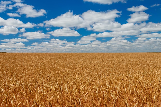 Veld van rijpe gouden tarwe