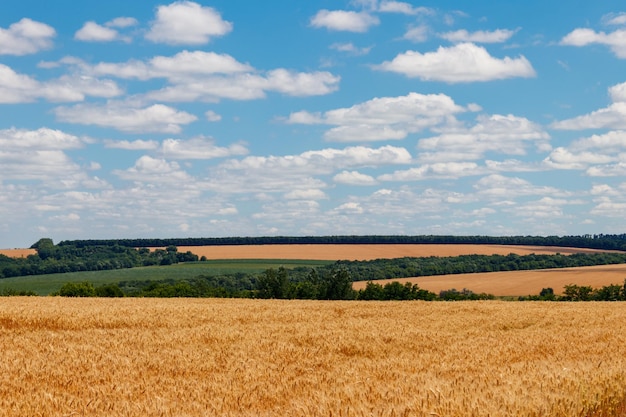 Veld van rijpe gouden tarwe