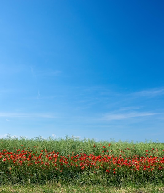 Veld van rode papavers bloeien en bloeien in wilde afgelegen groene veld en weide Blauwe lucht met kopie ruimte met papaver bloemen Symbool van Remembrance Day en troost voor slachtoffers van de Eerste Wereldoorlog