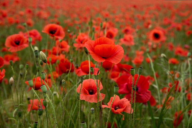 Foto veld van rode poppies bloemen veel van poppies close-up op de voorkant