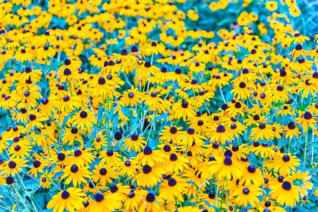 Veld van Rudbeckia hirta aka Blackeyed Susan Flowers