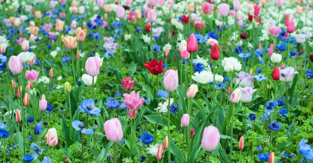 Veld van verschillende heldere bloemen met selectieve aandacht Lente of zomer concept Lente achtergrond Feestelijke groetkaart