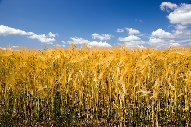 Veld, waarop tijdens het oogstbedrijf graan wordt verbouwd