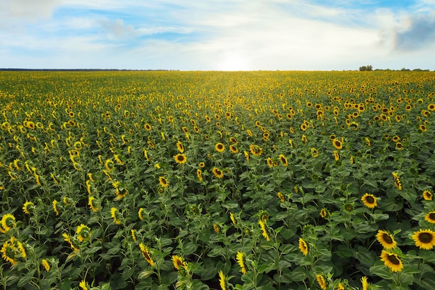 Veld zonnebloemen bij dageraad