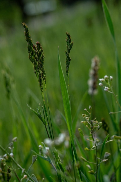 veldaartjes, zomerveld, aartjes in een zomerweide