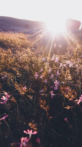 Veldbloemen en gras in zonsonderganglicht