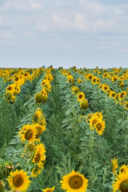 Velden beplant met felgele zonnebloemen en groeiende bloemen