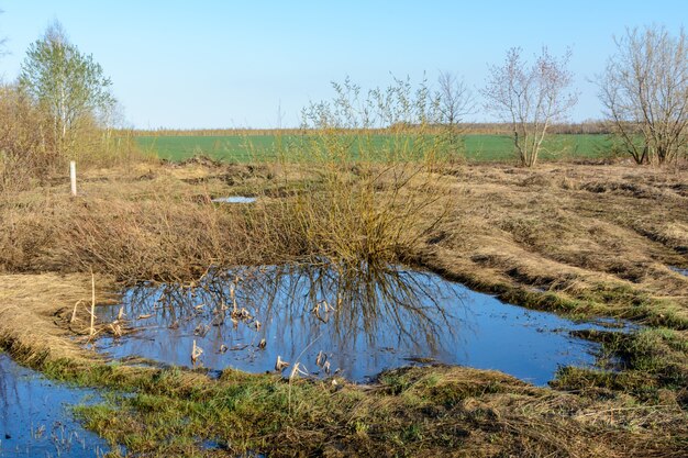 Velden met droog geel en fris groen gras. contrasterende overgang onderstreept het frisse groene gras. bos, velden, weilanden, bomen, plassen en smeltwater. lente landschap.