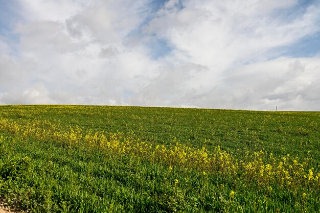 Velden met groene granen in een licht glooiend landschap