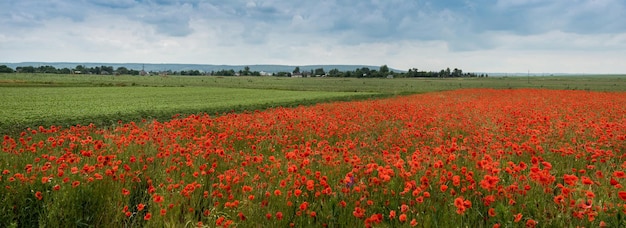 velden met tarwe en bloeiende wilde papaver landbouwlandschap met een onweershemel