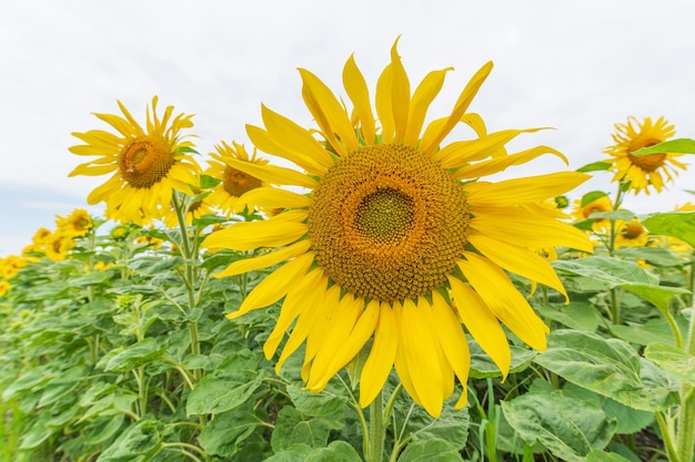 Velden met zonnebloemen of zon Helianthus annuus gekweekt voor zijn eetbare zaden meel en olie