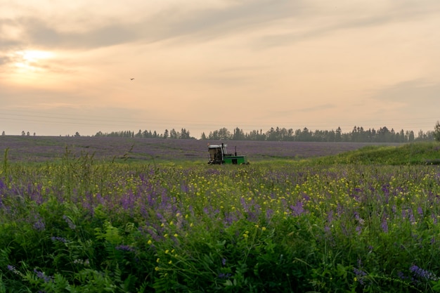 velden van bloeiende alfalfa stormachtige lucht en werken oogst landbouw maaidorser