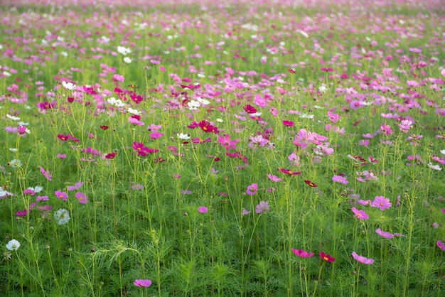 Velden van de kosmosbloem.