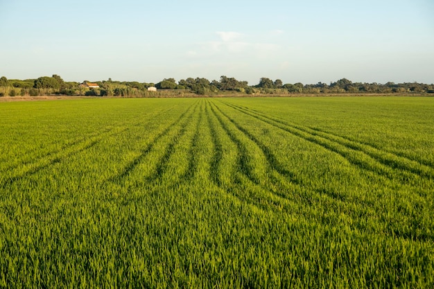 Velden van rijstplantage