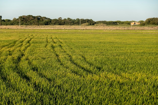 Velden van rijstplantage