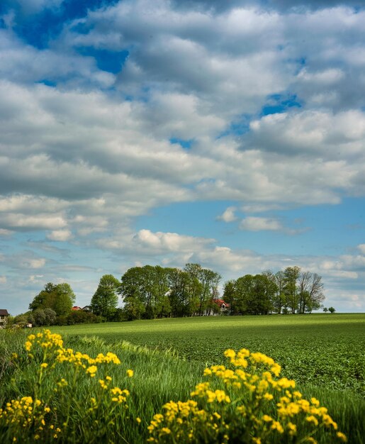 Veldgroen met gele bloemen op de voorkant en blauwe lucht met prachtige wolken