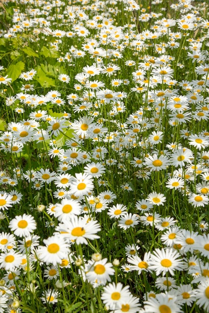 Veldkamille bloemen in de tuin