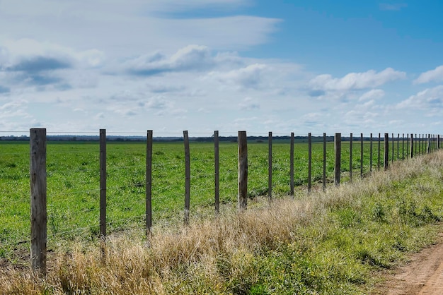 Veldlandschap met gele bloemen La Pampa Argentina