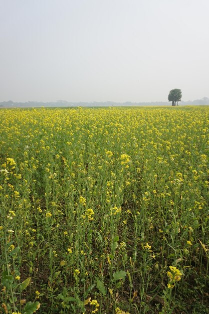 Veldmosterd in Bangladesh