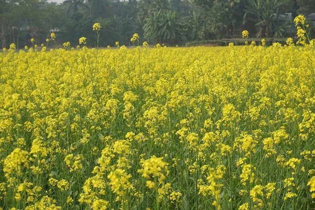 Veldmosterd in Bangladesh