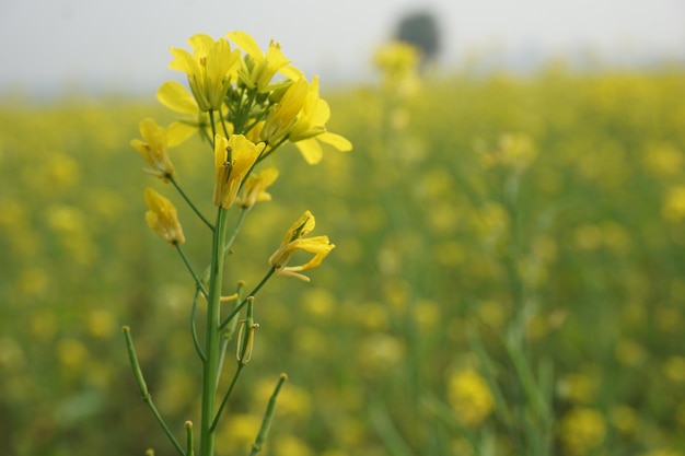 Veldmosterd in Bangladesh