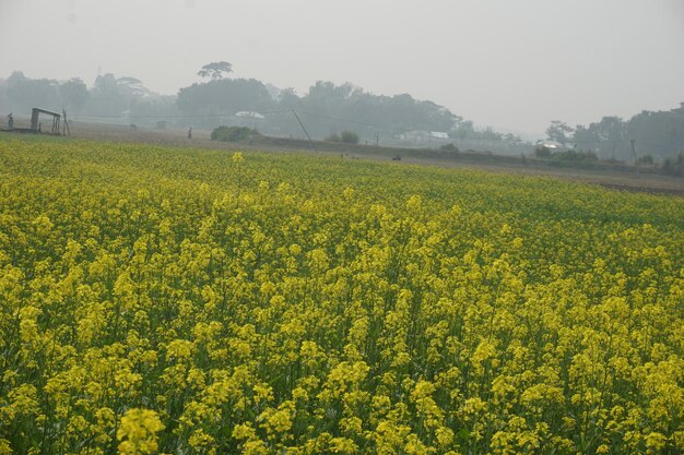 Veldmosterd in Bangladesh