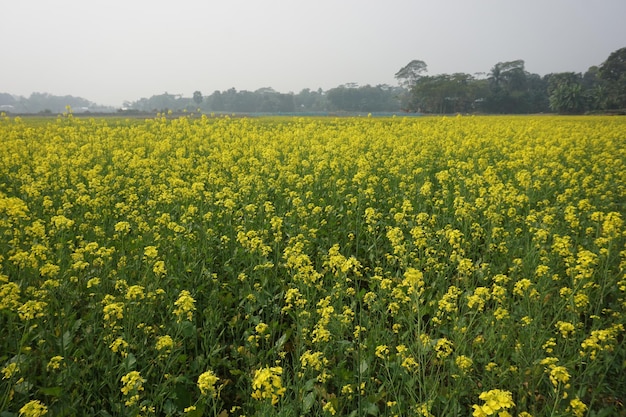 Veldmosterd in Bangladesh