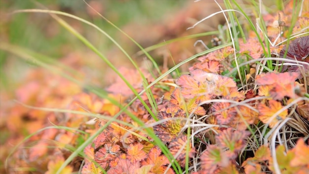 Veldvideo Bloemveld Kosmos bloem in een veld Veldplanten