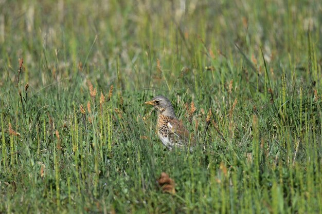 Veldvogel die op het gras in het veld zit