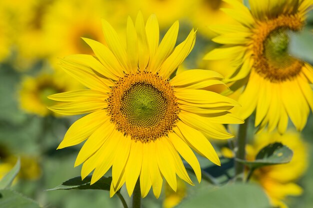 Veldzonnebloemen in het zuiden van Oekraïne