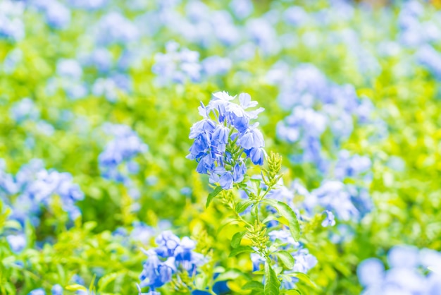 Vele blauwe hydrangea hortensiabloemen in de tuin