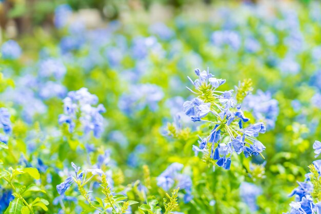 Vele blauwe hydrangea hortensiabloemen in de tuin