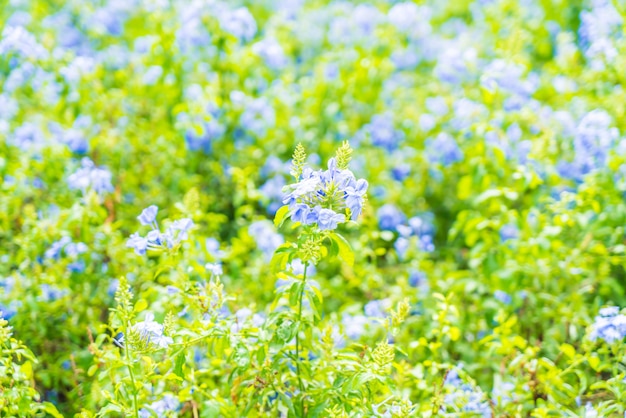 Vele blauwe hydrangea hortensiabloemen in de tuin