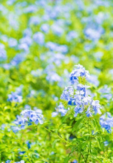 Vele blauwe hydrangea hortensiabloemen in de tuin