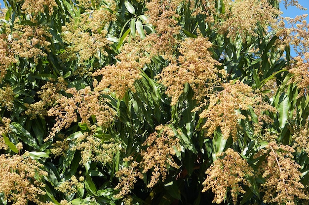 Vele mango komt achtergrond op de boom tot bloei