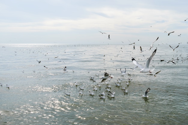 Vele meeuwen vliegen naar het zoeken naar voedsel in de avond aan zee.