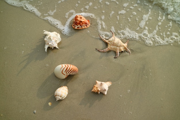 Vele soorten mooie natuurlijke zeeschelpen verspreidden zich op het strand, Thailand