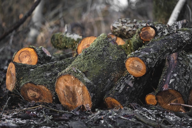 Velen kappen bomen in het bos voor brandhout