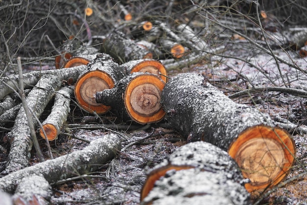 Velen kappen bomen in het bos voor brandhout