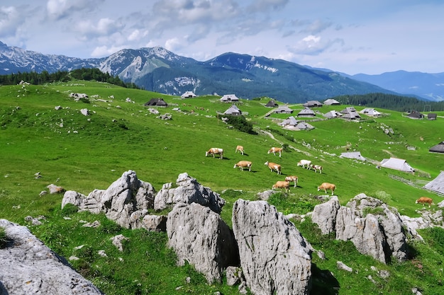 Velika Planina of Big Pasture Plateau in de Kamnik Alpen, Slovenië.