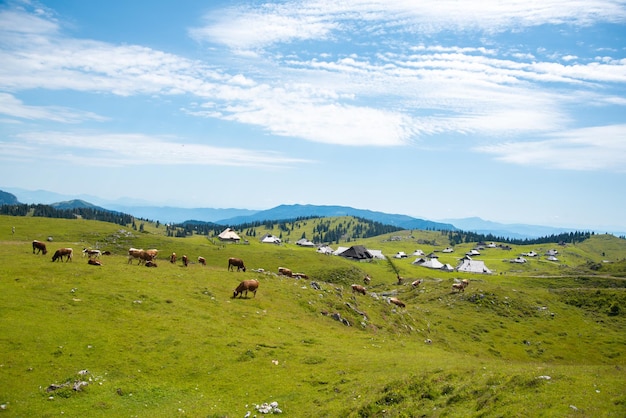 Velika Planina, Slovenia. Beautiful landscape in Slovenia. Famous places for vacation.