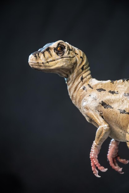 Velociraptor dinosaurus in het donker