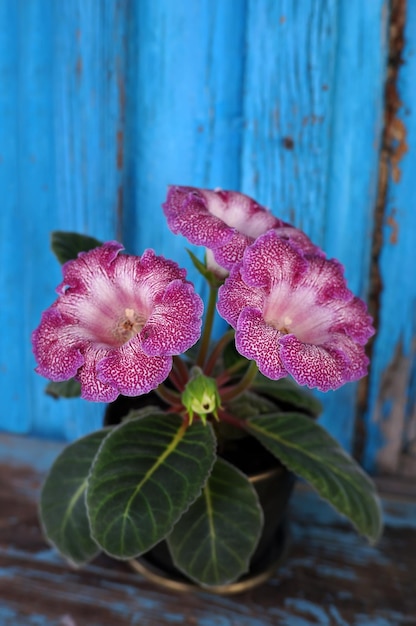 Velvet Gloxinia bloem in een bloempot