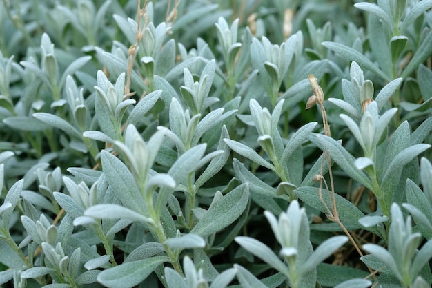 Бархатные пушистые зеленые листья Stachys byzantina. Herb Lambs Ear. Красивое многолетнее травянистое растение