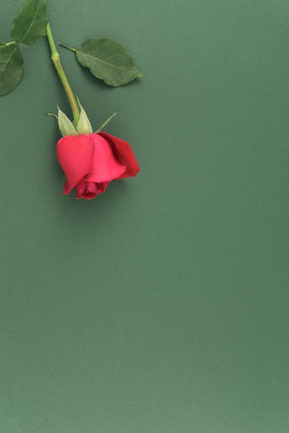 Velvet red rose flower stem flat lay top view on neutral chartreuse green texture background