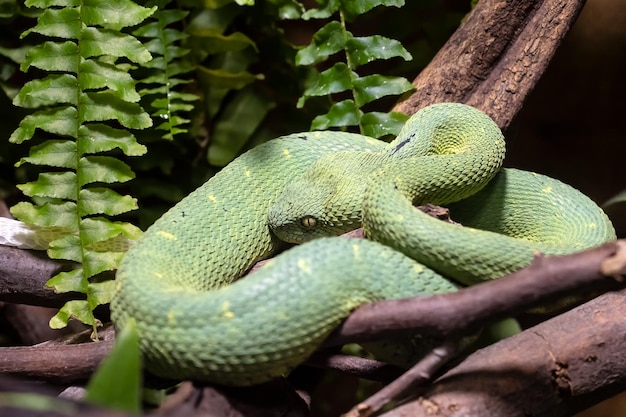 Ядовитая кустовая гадюка Atheris squamigera на дереве