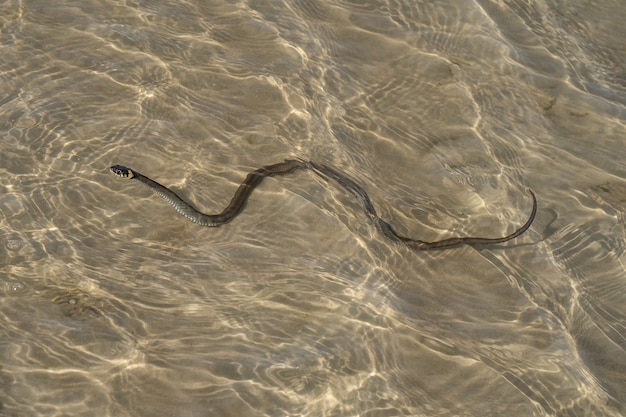 Not a venomous dark green snake (grass-snake), with yellow\
spots on its head, swims on transparent water.