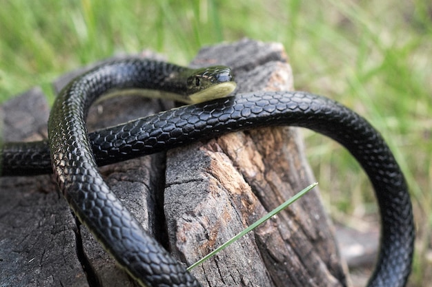 Photo a venomous snake is basking on a tree stump on a sunny summer day